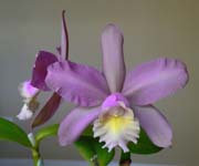 Blc Pollyana